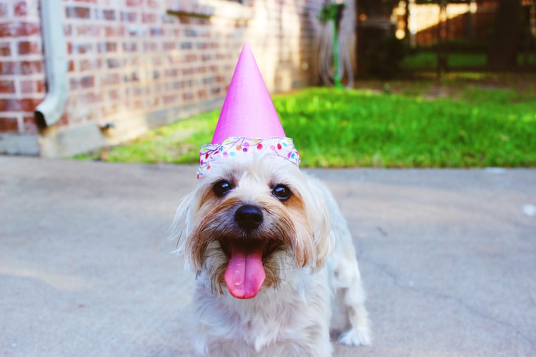 Cure dog with birthday hat